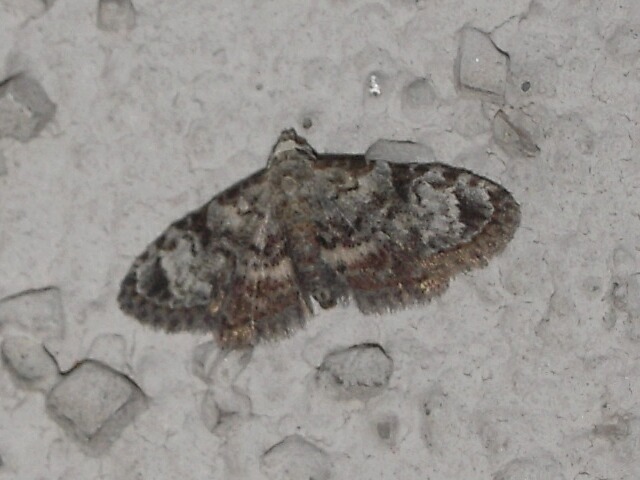 �������ۥ����䥬