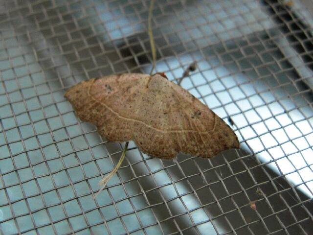 �ƥ��󥷥ޥ��䥬