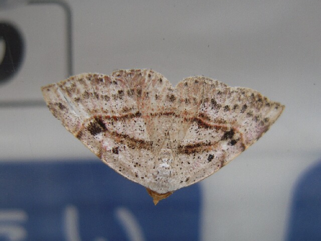 �����٥˥��䥬