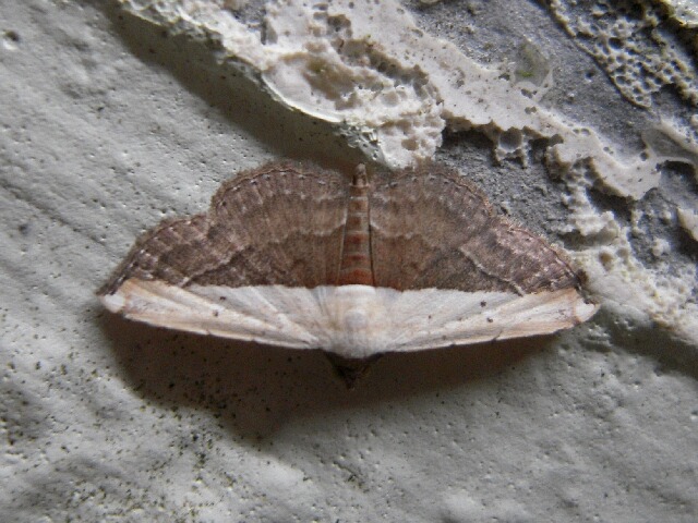 �ҥ᥯��ޥ��䥬