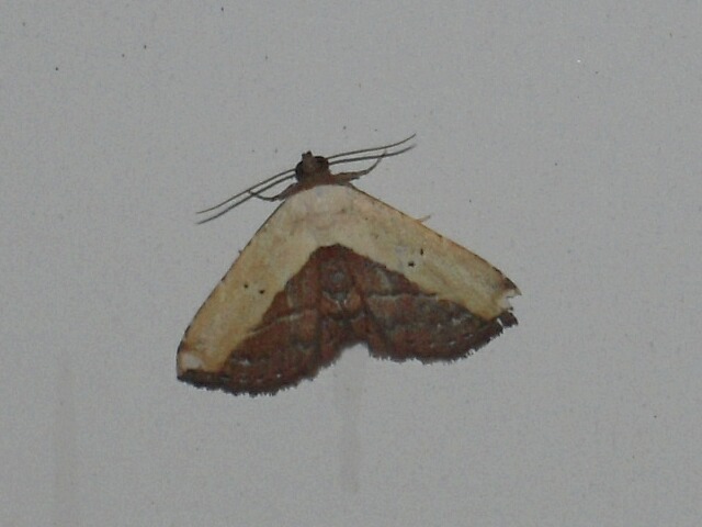 �ҥ᥯��ޥ��䥬