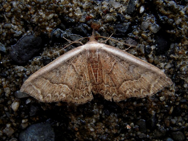 �襷�Υ���ޥ��䥬