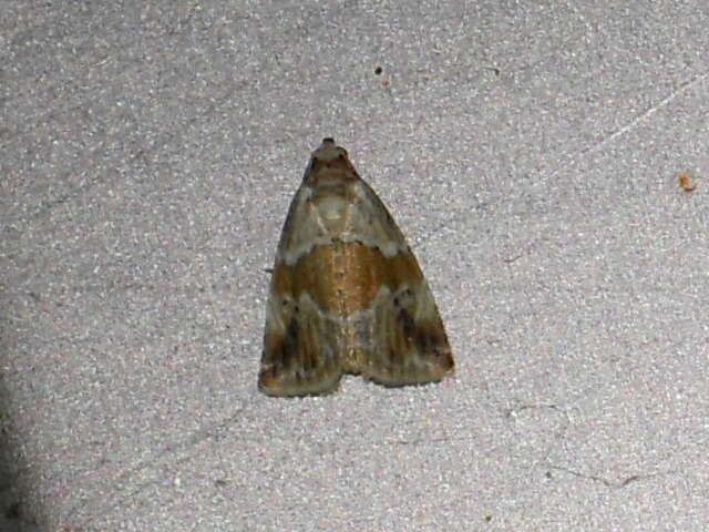 �ҥᥪ�ӥ��䥬