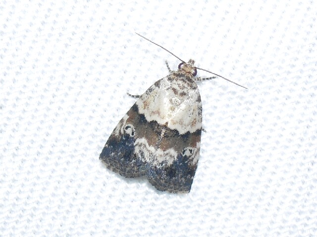 �ҥ�ͥ������䥬