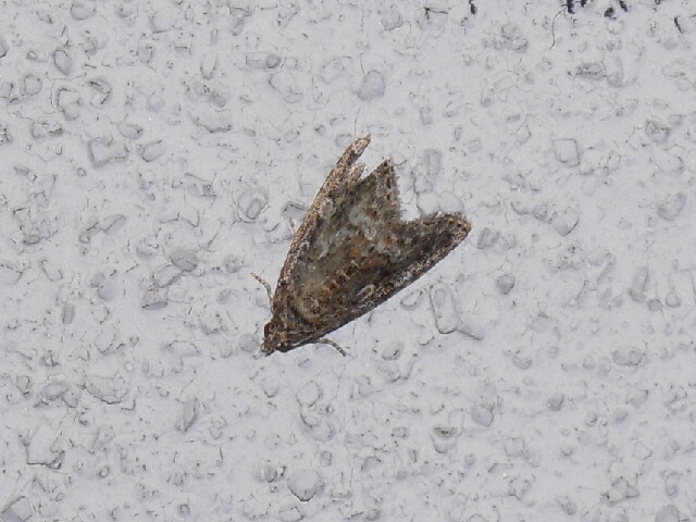 �����ޥ��饳�䥬��