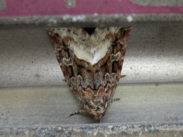 �����ե��䥬