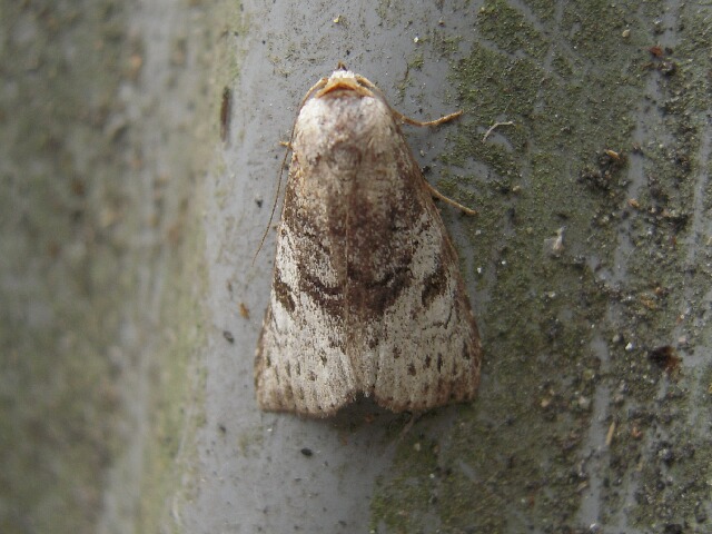 ����������󥳥䥬