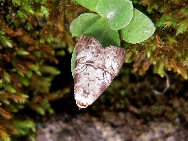 ����������󥳥䥬