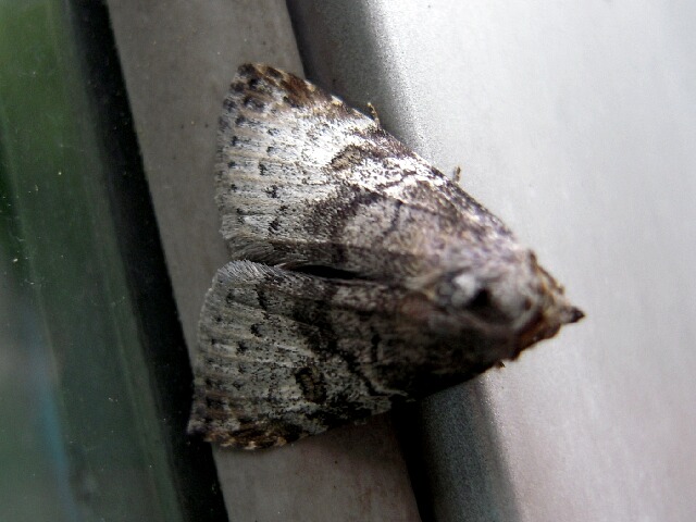 ����������󥳥䥬