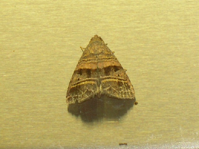 �ۥ����䥬