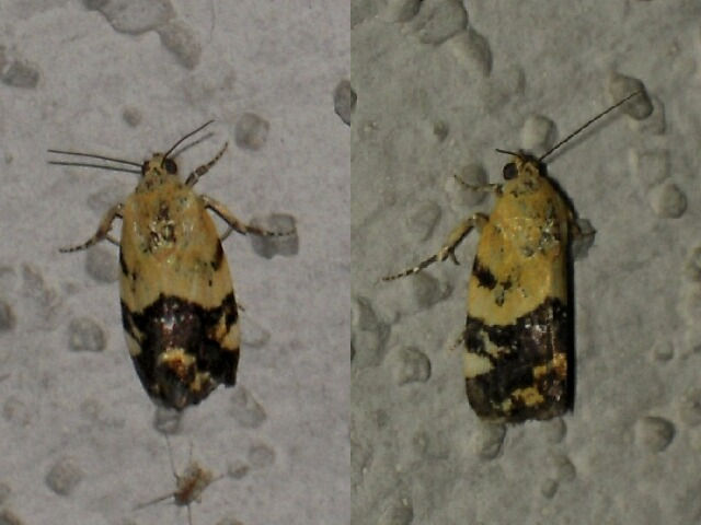 �ե��������䥬