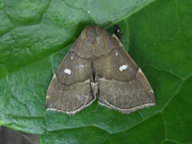 �ϥʥ������ĥС��᥹