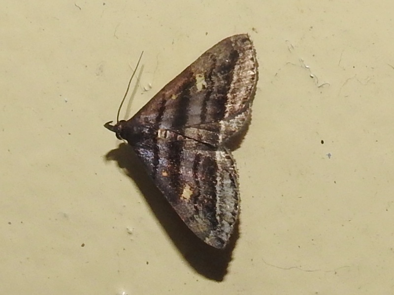 �����ƥ��饵�����ĥ�