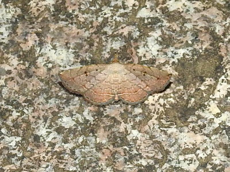 �ۥ��ʥߥ��ĥ�