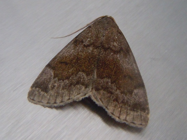 �����������ĥ�