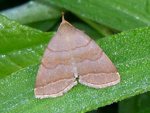 �����������ĥ�