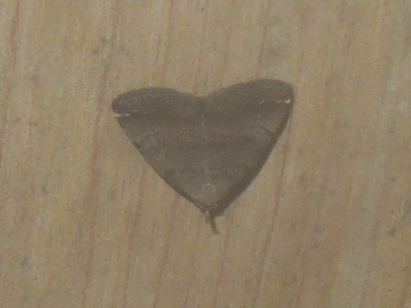 ���祦���󥳥����������ĥ�