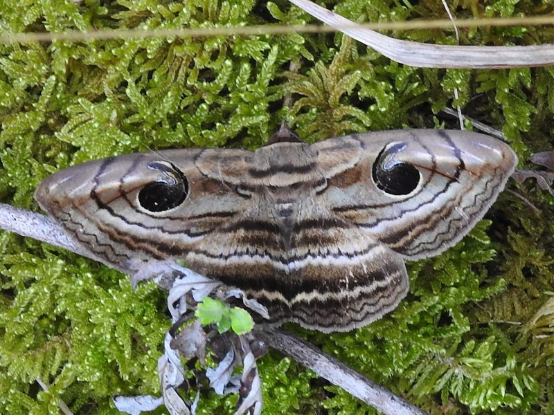 ���������ȥ⥨