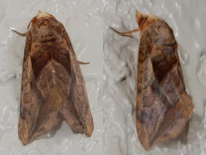 �ҥᥨ�����