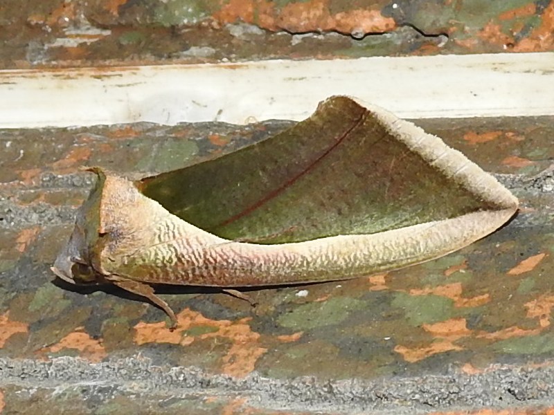 ���ޥ����Υ�