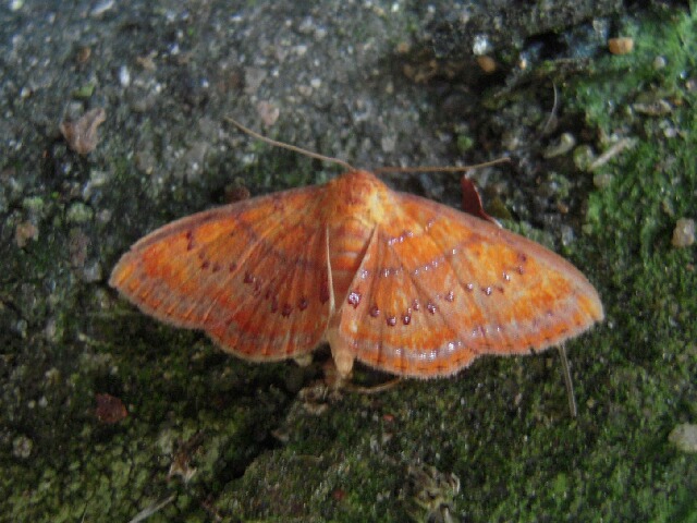 �˥����ӥ٥˥��ĥ�