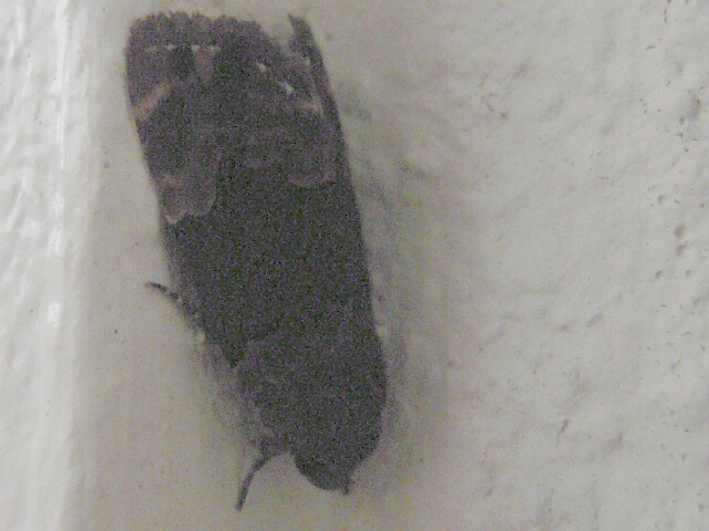 �����ťޥ�����