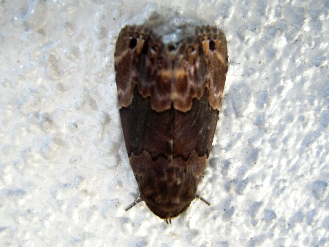 �����ťޥ�����