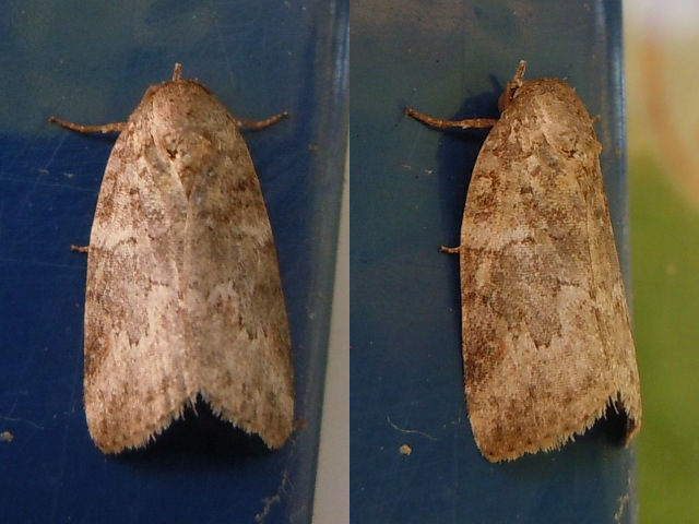 �����ťޥ�����