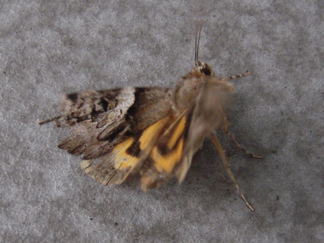 ���󥭥�����