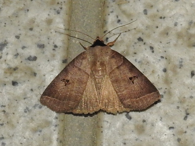 �ҥ᥯�ӥ���������