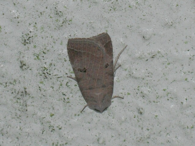 �ʥ˥說�ӥ���������