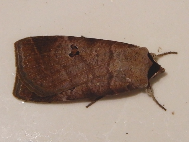 �ʥ˥說�ӥ���������