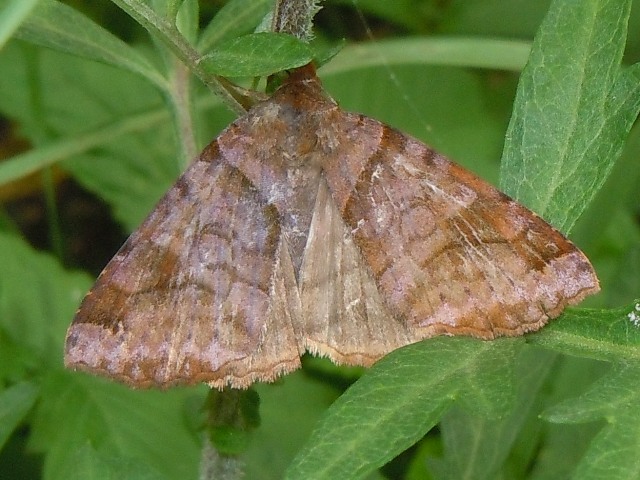 ���������󥯥���