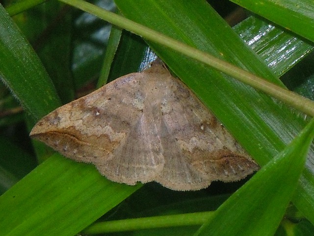 �������󥯥���