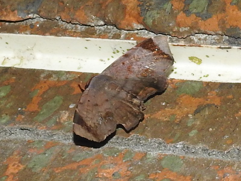 ���ʥťޥҥ᥯����