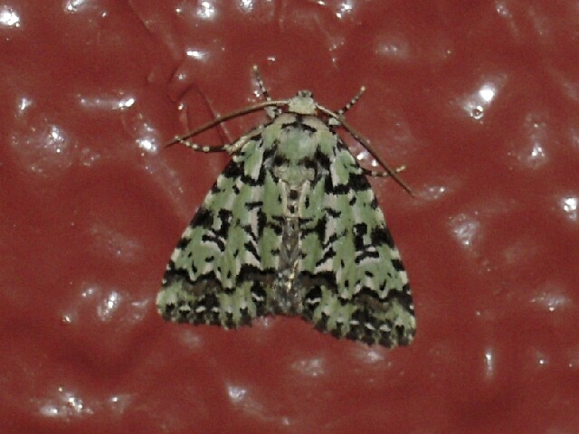 ���ޥ�����