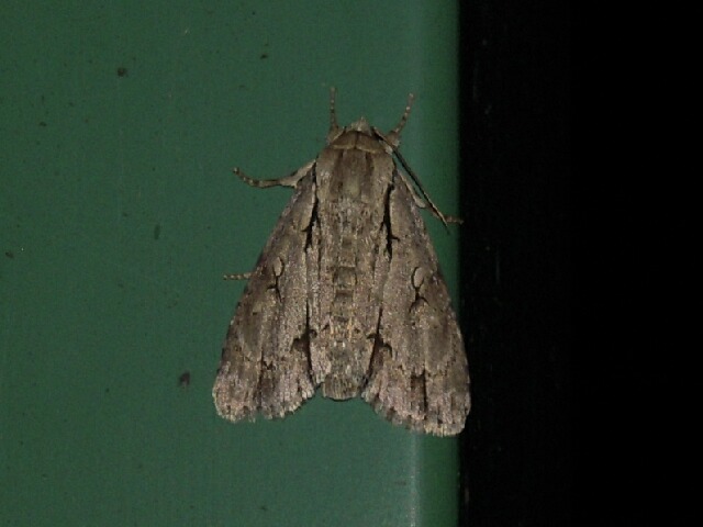 ��󥴥�����