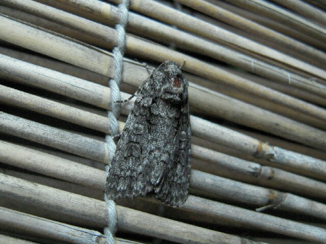 �ʥ�������