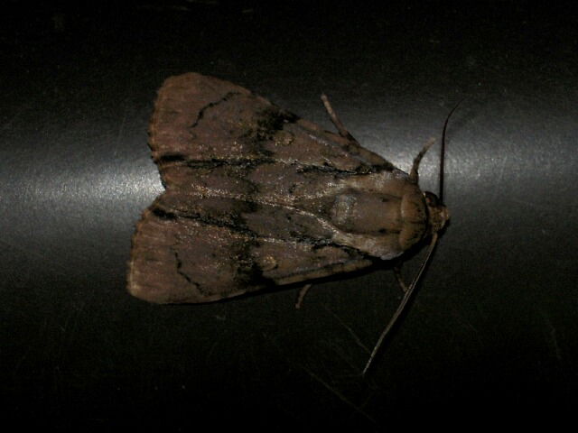 ���ޥ�����