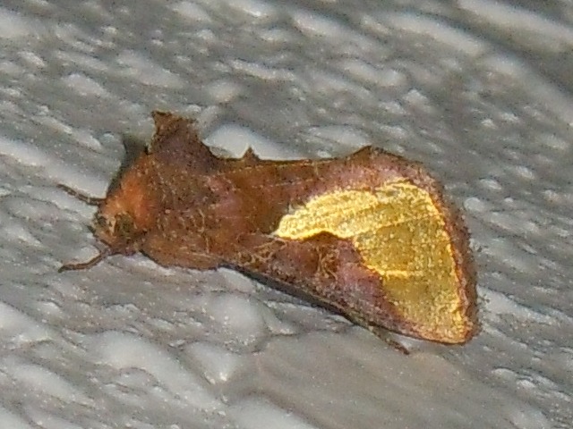 �������󥦥��