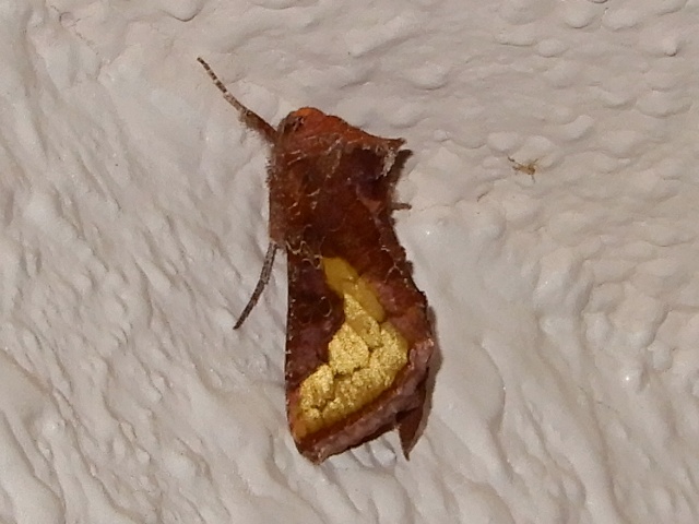 �������󥦥��