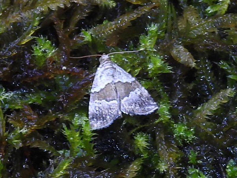 �ҥᥪ�ӥ��䥬