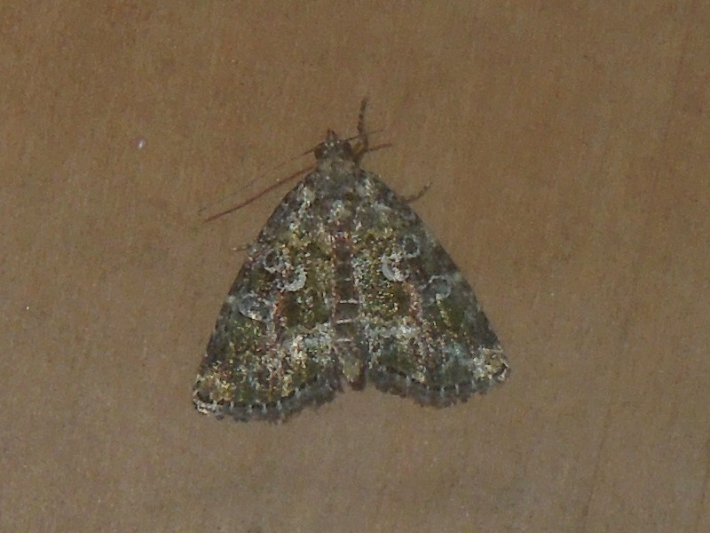 �����ޥ��饳�䥬��