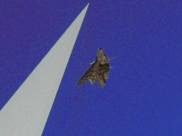 �����󥭥Υ���ȥ�