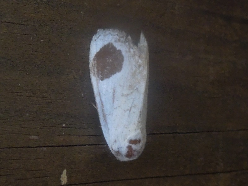 �ޥ��󥷥���