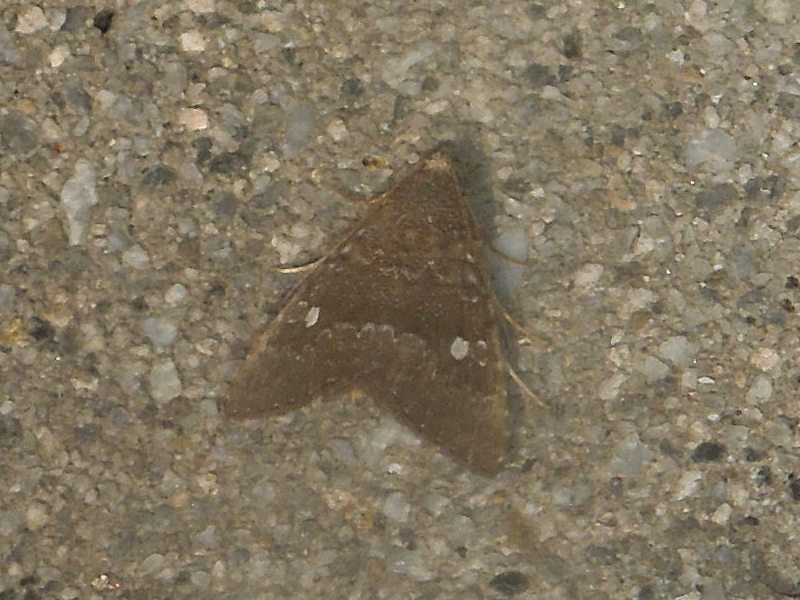 �ҥ᥷���ƥ�䥬