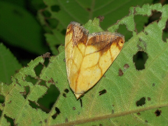 �ե��ȥ��ꥢ������