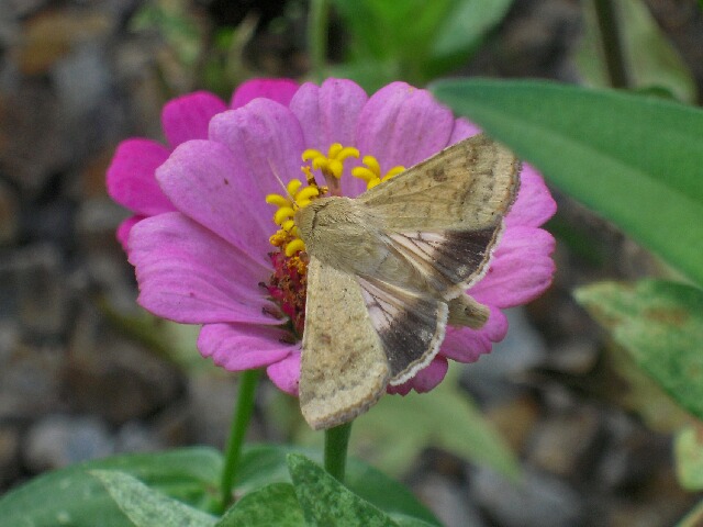 �������Х���