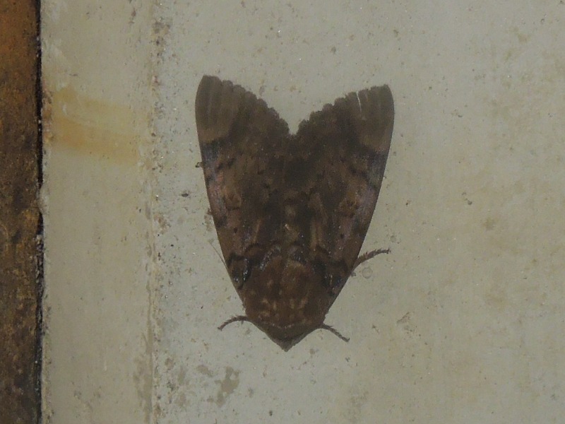 �ե��饹����