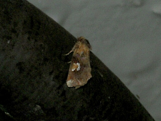 ����ĥޥ����ȥ�